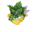 zucchini_4.png