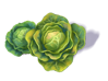 cabbage_3.png