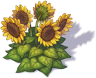 sunflovers_3.png