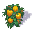 sweet_pepper_3.png