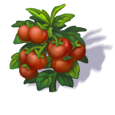 tomatoes_4.png