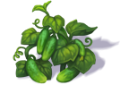 cucumber_3.png