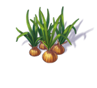 onion_3.png