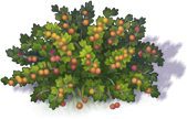 gooseberry_3.png