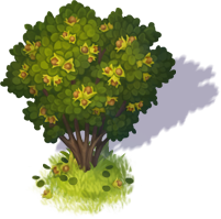 hazelnut_3.png